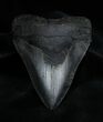 / Inch Georgia Megalodon Tooth - Serrated #1381-1